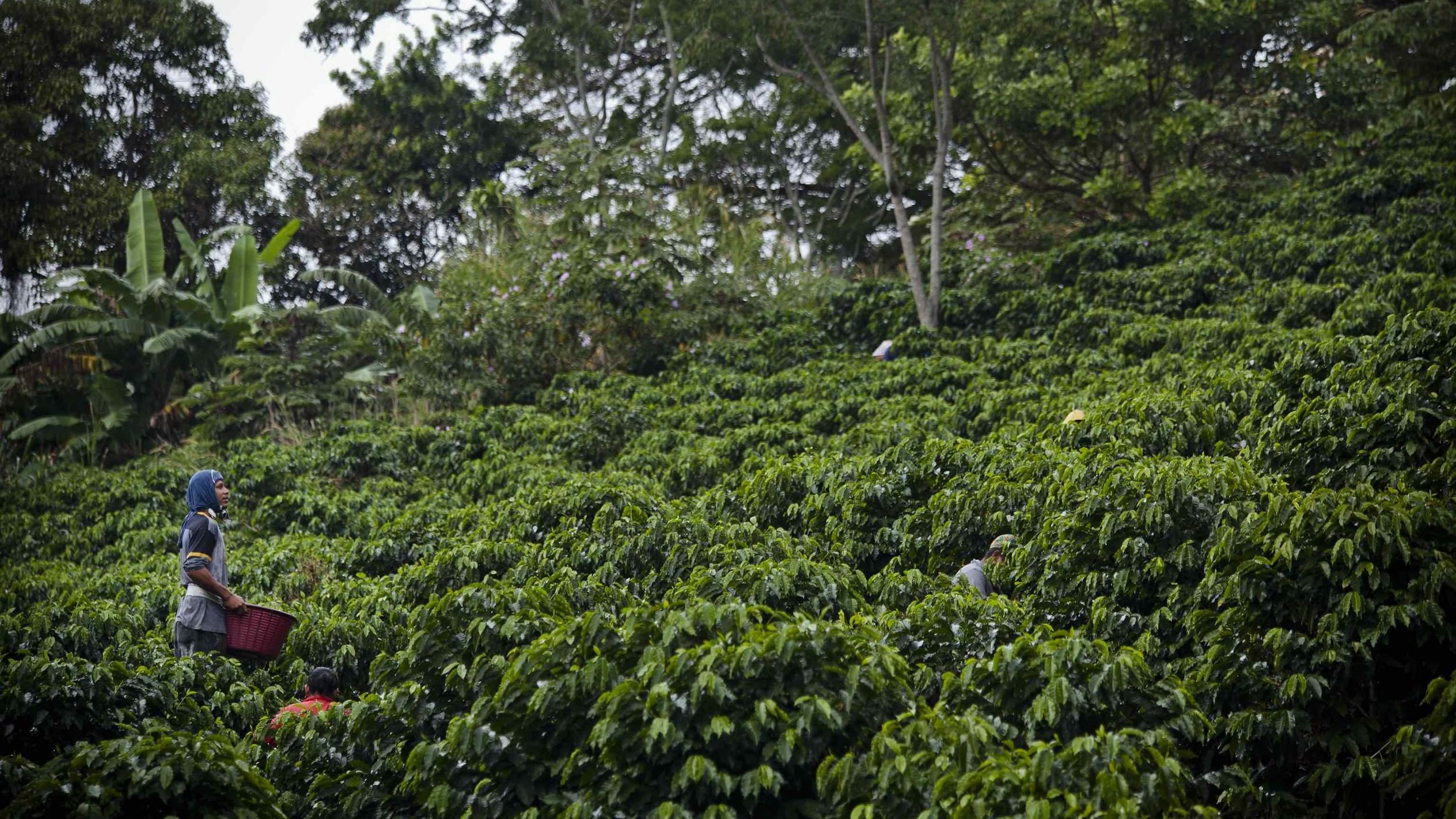 Kawa speciality - plantacja sonora coffee